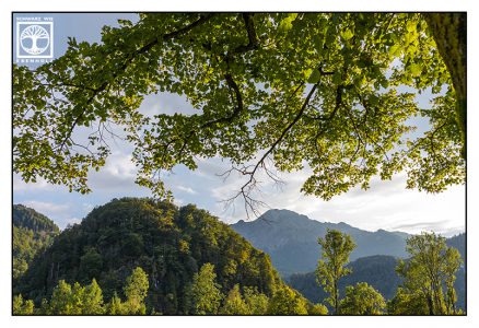 mountains forest, summer forest, Kochel