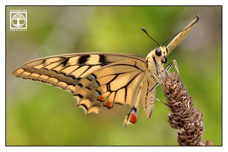yellow butterfly, yellow swallowtail, Papilio machaon
