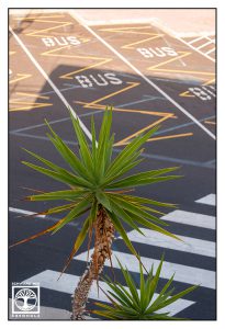 abstract photo, abstract photography, palms, lines photo, lines photography, la palma, tazacorte, point line area photography