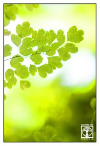 fern leaves, fern leaf, green leaves, backlight leaves