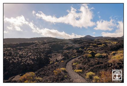 Fuencaliente, La Palma, Vulkan, Vulkanlandschaft, Vulkanlandschaft Gewächse, Vulkanlandschaft Flora