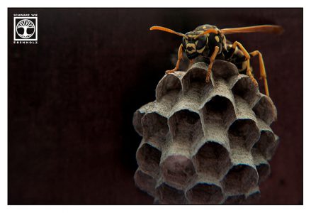 wasp, wasp nest