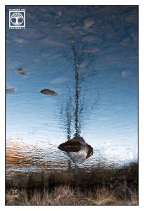 surreal photo, surrealism, surreal photography, reflections, reflections water