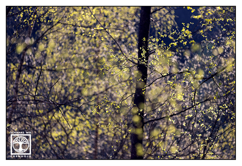 spring, springtime, fresh green, young leaves, tree spring