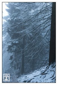 nebliger Winterwald, Wald Winter Nebel, Pfälzer Wald, Baum im Winter