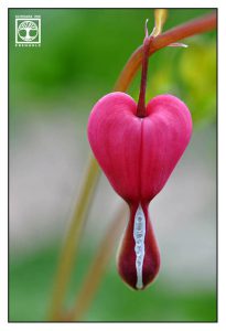 Lamprocapnos spectabilis, bleeding heart, pink heart flower, pink flower