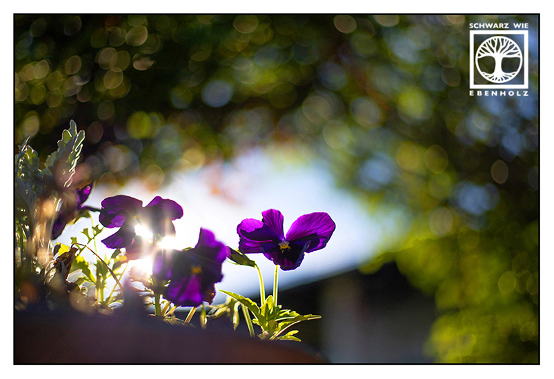 purple flower, villa, purple viola