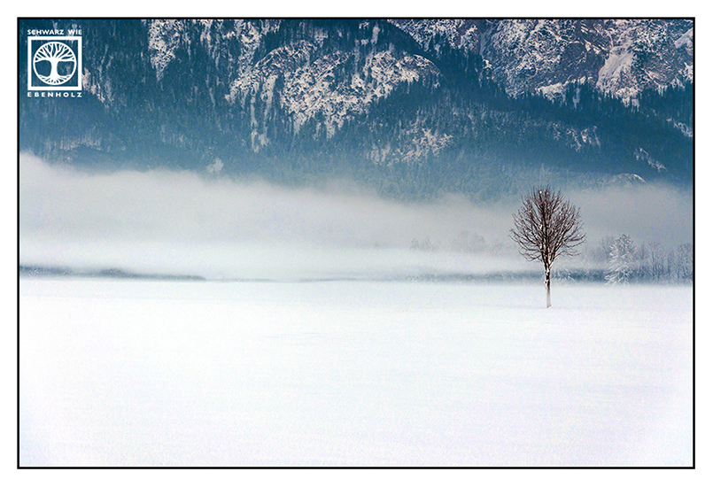 lonely tree, winter tree, winter landscape, foggy winter, Germany