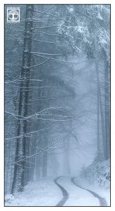 winter forest, winter trees, snowy trees, winter fog, foggy forest, winter road, Palatine forest, Pfalz, Germany