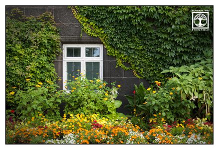 window ingrown, Copenhagen, København, flower garden, denmark