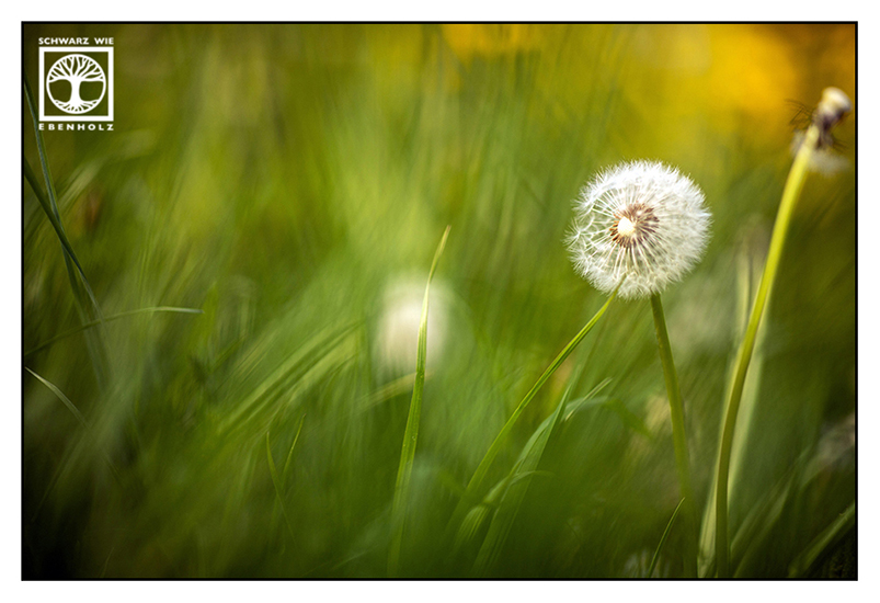 dandelion, blowball, spring, springtime, flower meadow