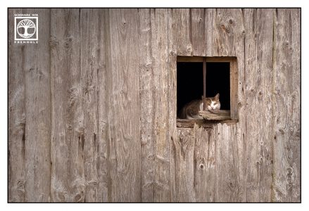 cat window, cat barn