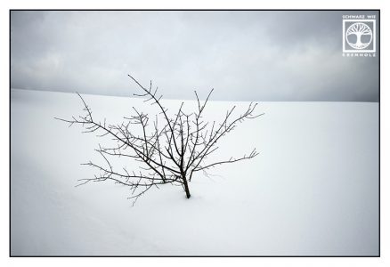 Minimalismus Fotografie, Baum Winter