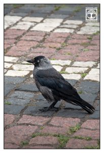 jackdaw, crow