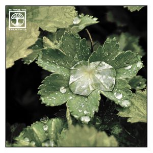 waterdrop macro, droplet macro, grene leaf macro