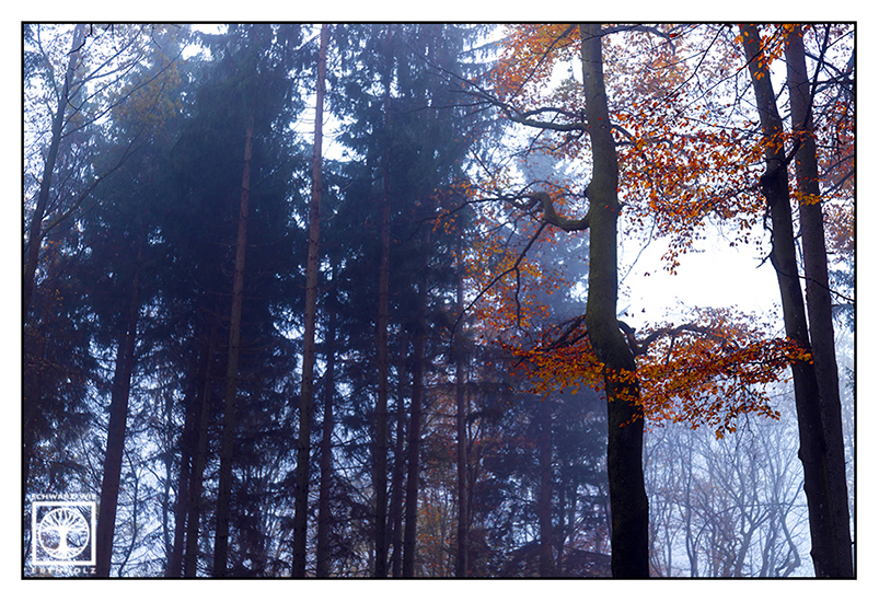 foggy forest, fog, autumn forest, autumn trees, red leaves, autumn leaves