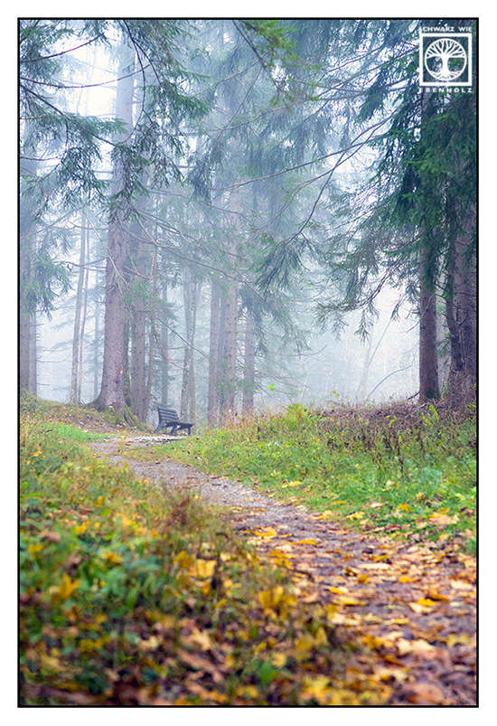 foggy forest, fog, autumn forest, autumn trees, bench fog