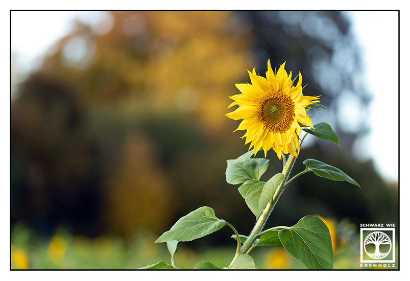 Sonnenblumen, Sonnenblumenfeld, gelbe Blume