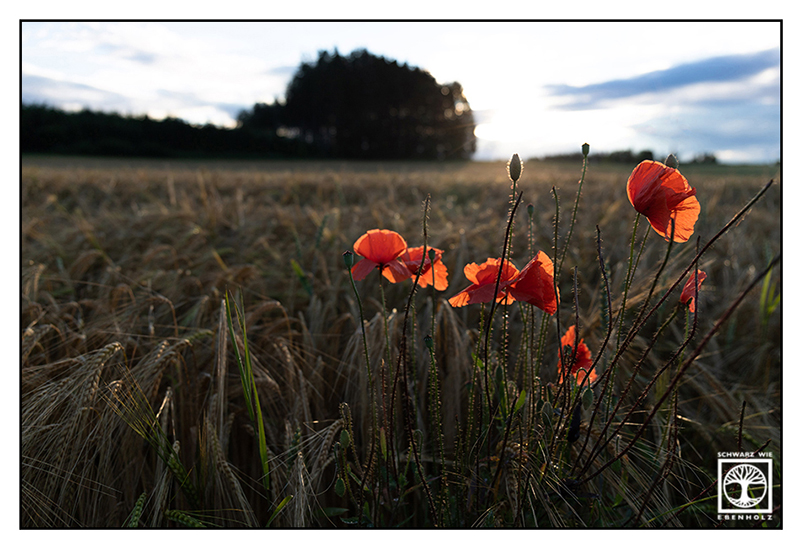 poppy field, rural countryside, rural photography, rural landscape, agriculture, farming, field, fields, countryside, Bavaria