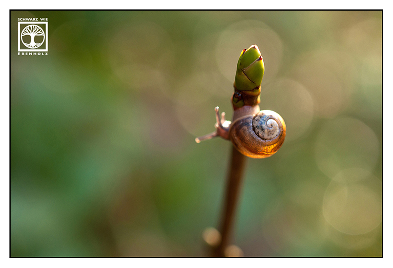 snail, cute snail, snail spring, orange snail