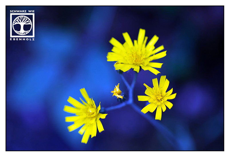 dandelion, yellow flower, yellow blue, blue yellow
