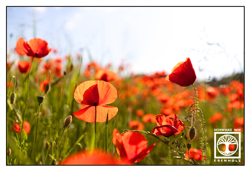 poppy field, poppies, red flowers, flower meadow, rural countryside, rural photography, rural landscape, agriculture, farming, field, fields, countryside, Bavaria