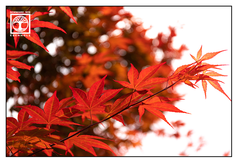 Herbstlaub, rotes Laub, rote Blätter, roter Ahorn, japanischer Ahorn