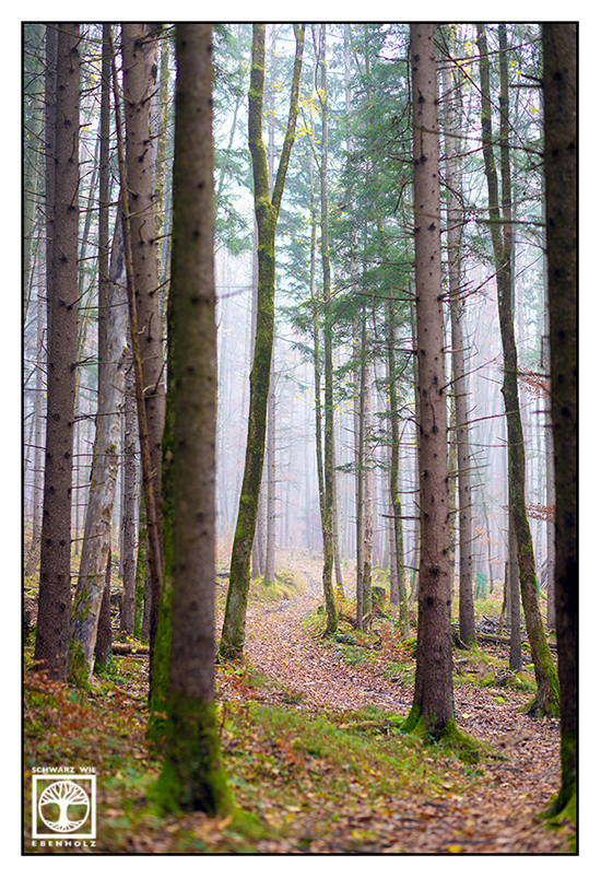 foggy forest, fog, autumn forest, way forest autumn