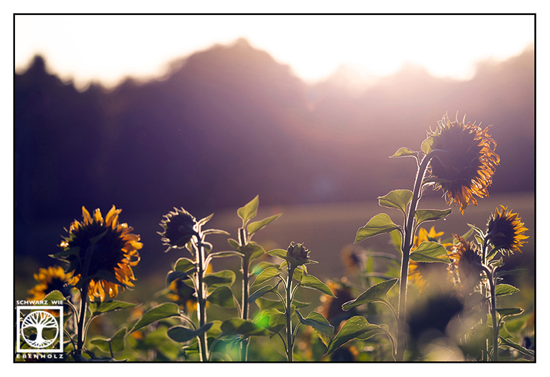sunflower field, sunflowers