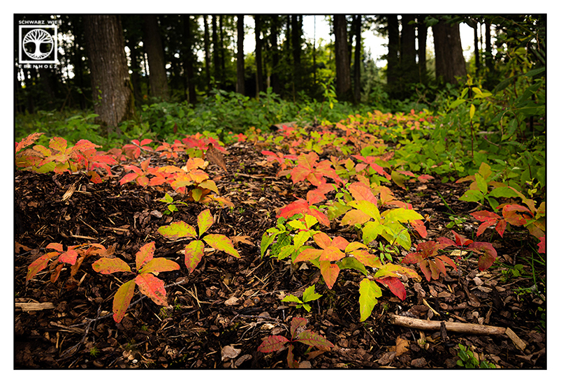 autumn leaves, colorful leaves, colorful leaves, autumn forest