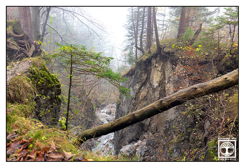 foggy forest, fog, autumn forest, autumn trees, beck autumn, river autumn, Kochel