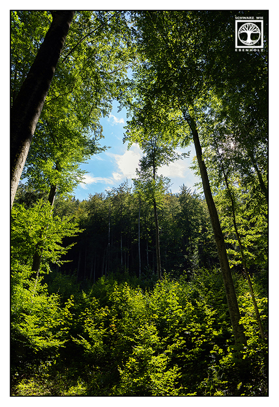 forest, woods, trees, green trees, summer trees, summer forest