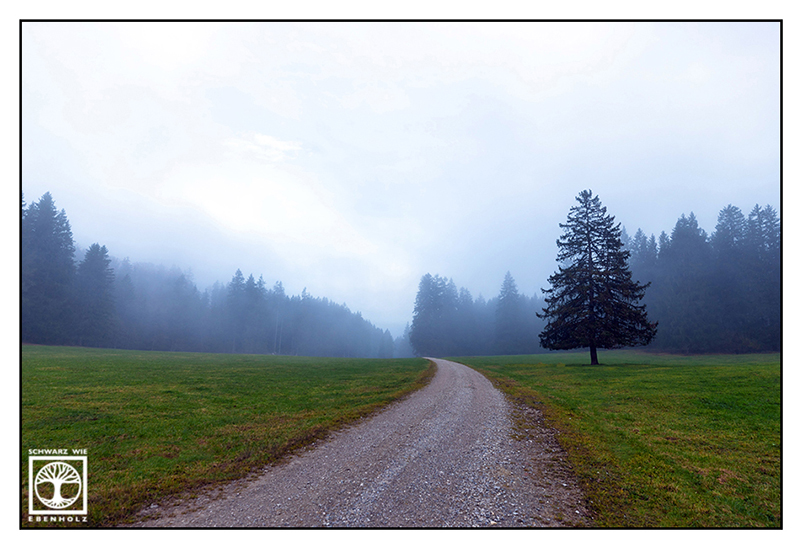 foggy forest, foggy fields, fog field, fog forest, lonely tree, Kochel