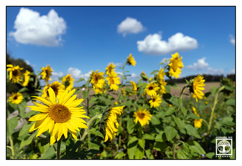 sunflowers, sunflower field
