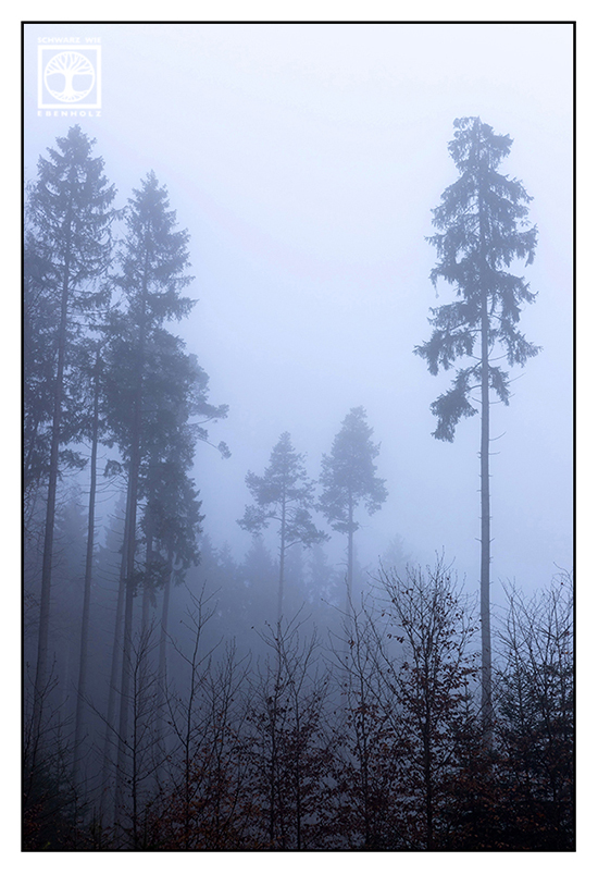 Herbstwald, Wald Herbst, Wald Nebel, Bäume Nebel