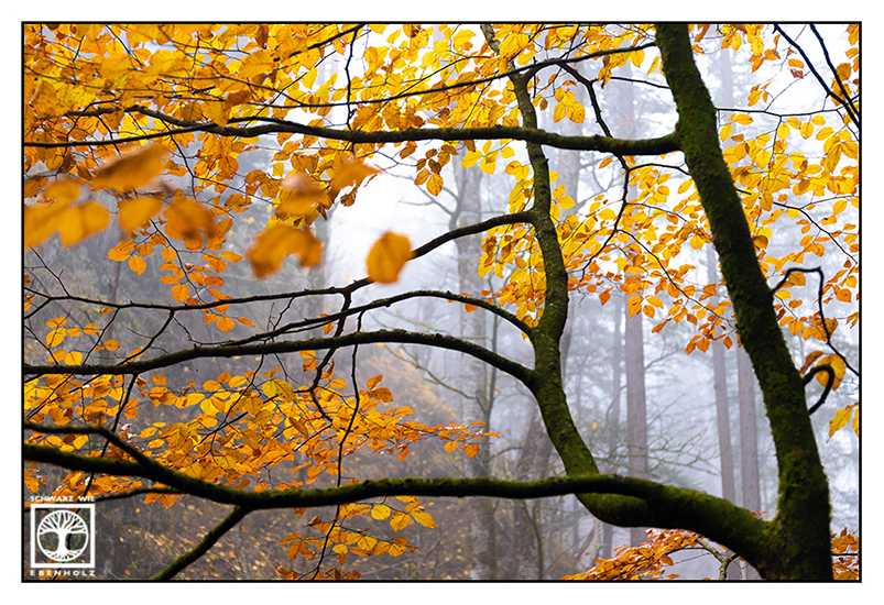 Herbstblätter, Herbst, gelbe Blätter, Herbstlaub, gelbes Laub, bunte Blätter, Herbstwald, Warm Kalt Kontrast, gelbe Blätter Herbst, Wald Herbst Nebel
