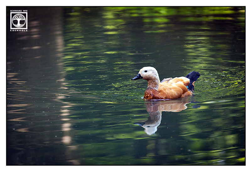 Ruddy shelduck, Brahminy duck, Tadorna ferruginea, orange duck, orange goose, orange bird