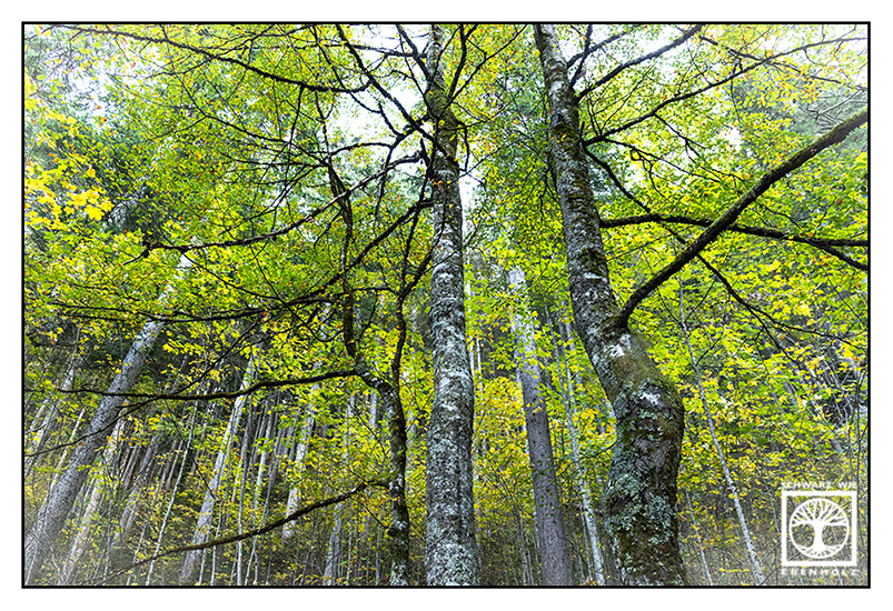 Wald Sommer, Birke, Birken, Birkenwald, Froschperspektive Bäume, Baum Sommer