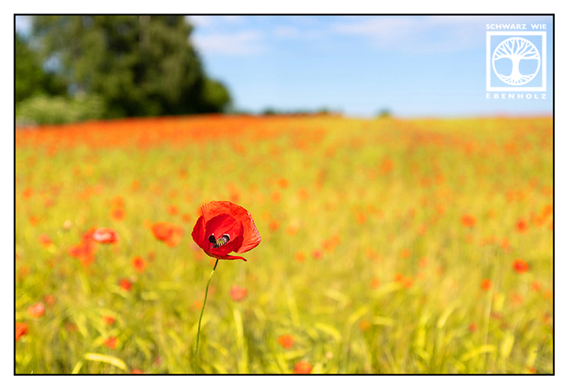 poppy, poppies, red flower, poppy field