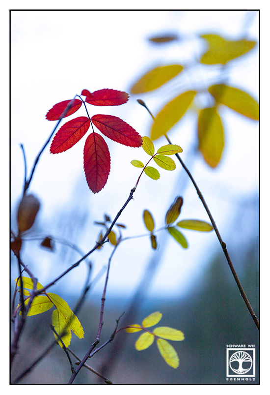Herbstblätter, Herbst, rote Blätter, Herbstlaub, rotes Laub, bunte Blätter, gelbe Blätter, gelbes Laub