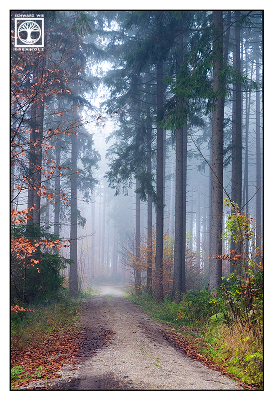 Herbstblätter, Herbst, Herbstwald, Wald Herbst Nebel, Waldweg Herbst Wald