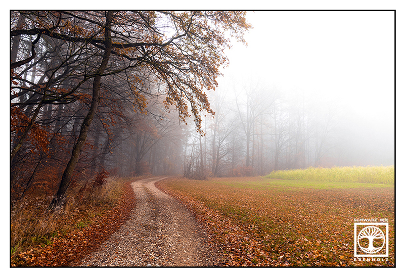 Herbstwald, Nebelwald, Herbst Wald, Herbst Wald Nebel, Feldweg Nebel, Felder Nebel