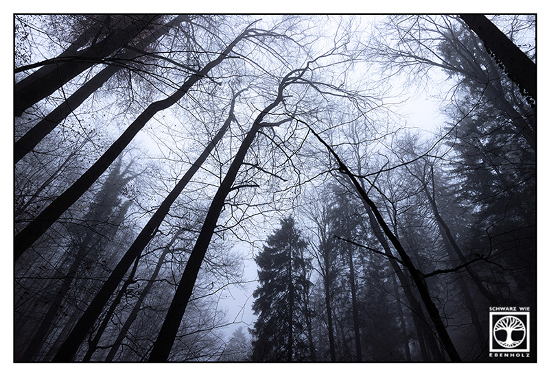 Herbstwald, Wald Herbst Nebel, düsterer Wald, Nebelwald