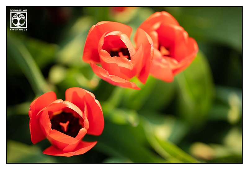 rote Tulpe, Tulpe, rote Blume, rot grün Kontrast