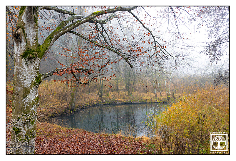 foggy forest, fog, autumn forest, autumn trees, foggy lake, autumn lake, lake fog, Thanninger Weiher