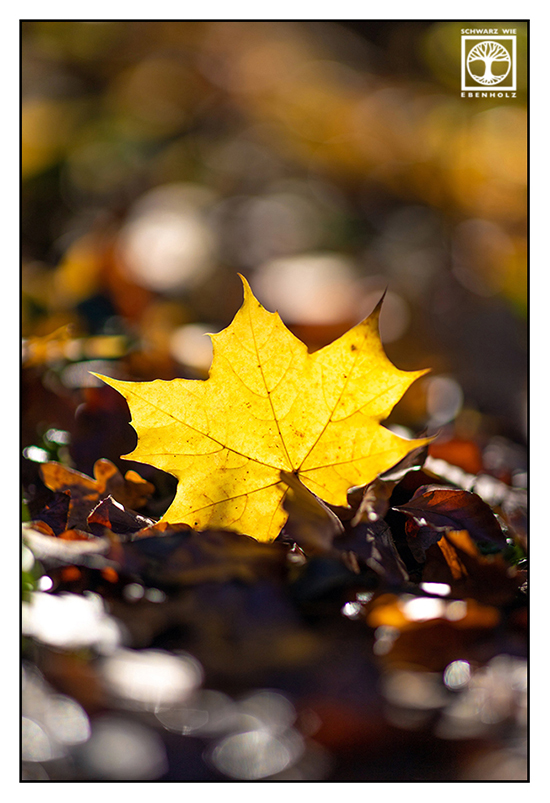 autumn, fall, yellow leaves, autumn leaves, yellow leaf, yellow maple leaf