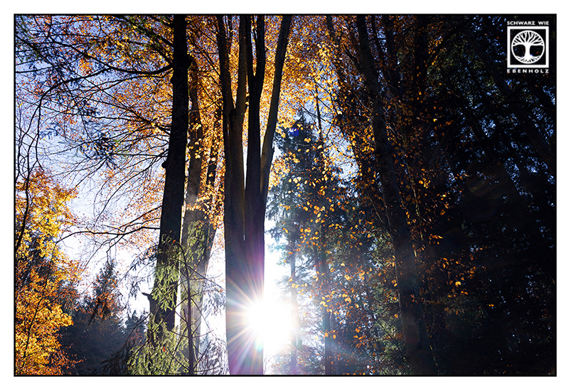 Herbstwald, Wald Herbst, Licht Herbstwald