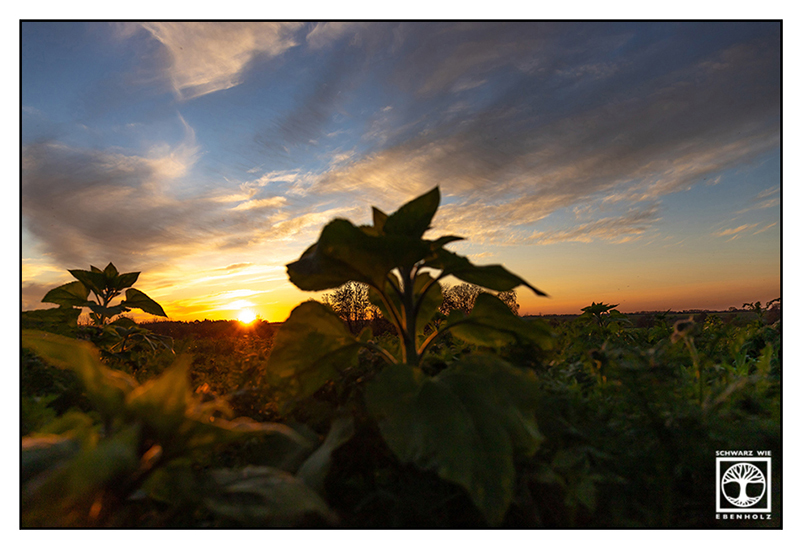 sunflower field, sunset field, rural scenery, rural photography, rural countryside