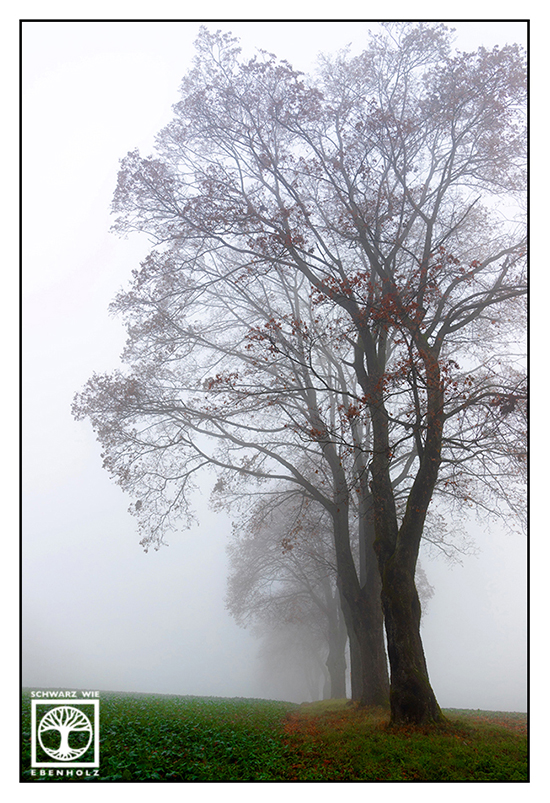 Bäume Nebel, Bäume Herbst