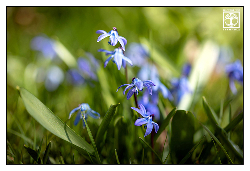 Scilla, squills, blue spring flower, blue flower, spring flower